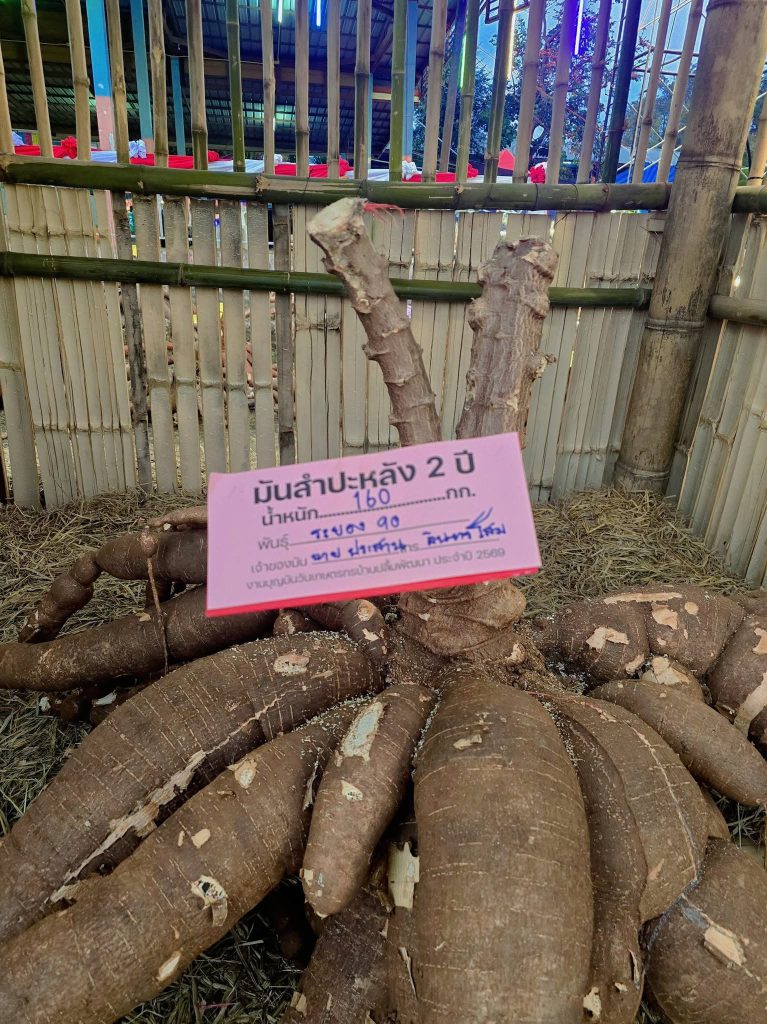 รูปที่ 3 ของ ประเพณีบุญหัวมันใหญ่