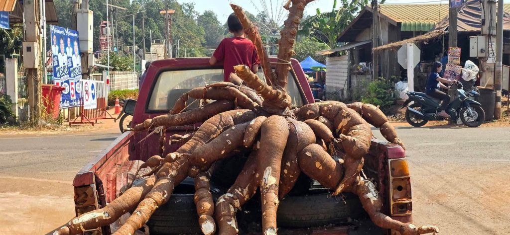 รูปที่ 5 ของ ประเพณีบุญหัวมันใหญ่